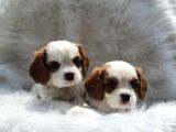 Cavalier King Charles Yavrularımız