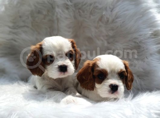 Cavalier King Charles Yavrularımız görsel