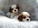 Cavalier King Charles Yavrularımız