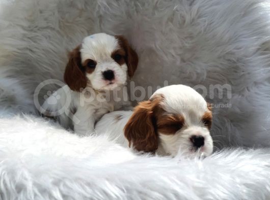 Cavalier King Charles Yavrularımız görsel