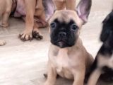 Fawn French Yavrular
