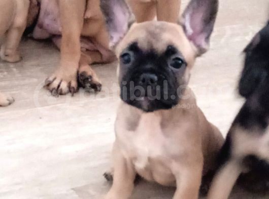 Fawn French Yavrular görsel