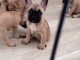 Fawn French Yavrular