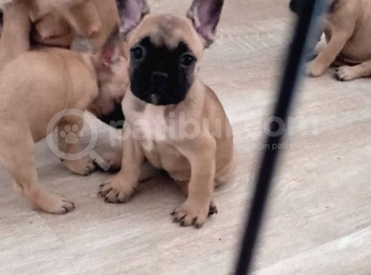 Fawn French Yavrular görsel