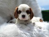Cavalier King Charles Yavrularımız