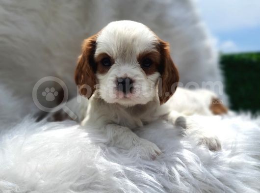 Cavalier King Charles Yavrularımız görsel