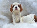 Cavalier King Charles Yavrularımız