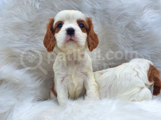 Cavalier King Charles Yavrularımız görsel