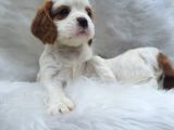 Cavalier King Charles Yavrularımız