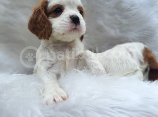 Cavalier King Charles Yavrularımız görsel