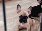Fawn french yavrular
