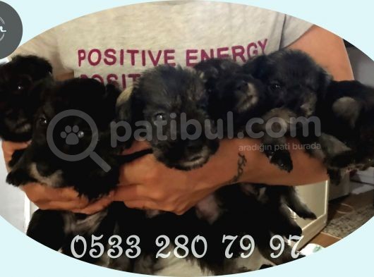 Uygun Fi̇yat Minyatür Schnauzer Yavrularımız görsel