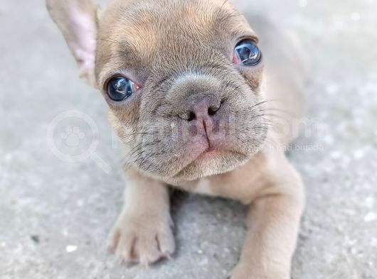 Blue French Yavrular görsel