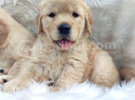 Bebek Surat Golden Yavrularımız görsel