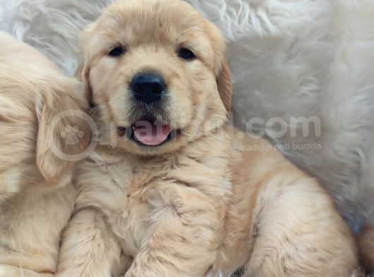 Bebek Surat Golden Yavrularımız görsel