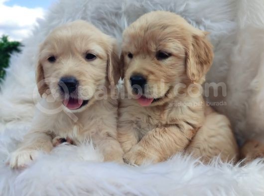 Bebek Surat Golden Yavrularımız görsel