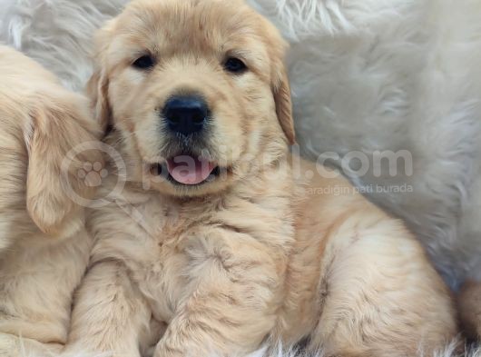 Bebek Surat Golden Yavrularımız görsel
