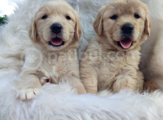 Bebek Surat Golden Yavrularımız görsel