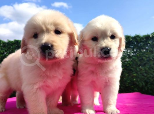 Bebek Surat Golden Yavrularımız görsel