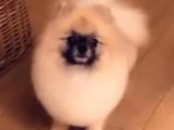 Pomeranian boo dişi 5 aylık pasaportlu scr li