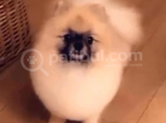 Pomeranian Boo Dişi 5 Aylık Pasaportlu Scr Li