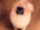 Pomeranian Boo Dişi 5 Aylık Pasaportlu Scr Li