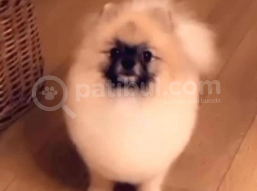 Pomeranian Boo Dişi 5 Aylık Pasaportlu Scr Li görsel