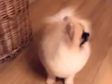 Pomeranian Boo Dişi 5 Aylık Pasaportlu Scr Li