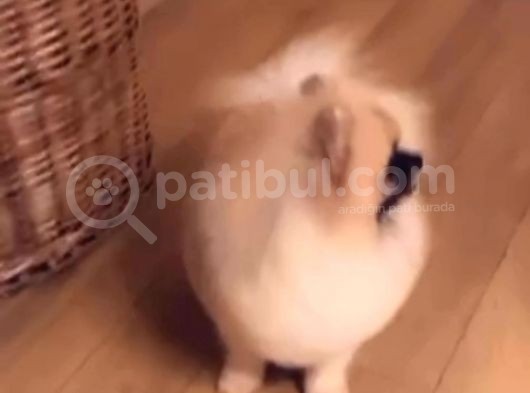 Pomeranian Boo Dişi 5 Aylık Pasaportlu Scr Li görsel