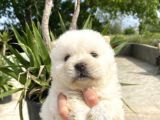 Chow Chow/ Çin Aslanı Yavrular