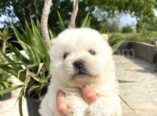 Chow Chow/ Çin Aslanı Yavrular görsel