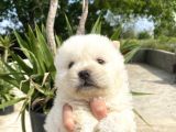 Chow Chow/ Çin Aslanı Yavrular