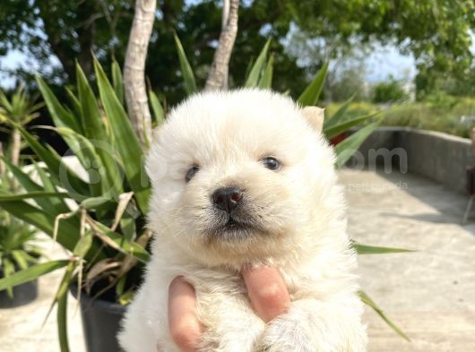 Chow Chow/ Çin Aslanı Yavrular görsel