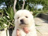 Chow Chow/ Çin Aslanı Yavrular