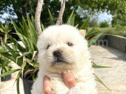 Chow Chow/ Çin Aslanı Yavrular görsel