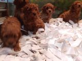 Toy Poodle Yavrular