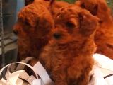 Toy poodle yavrular