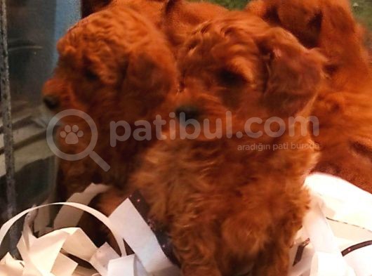 Toy Poodle Yavrular