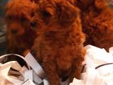 Toy Poodle Yavrular