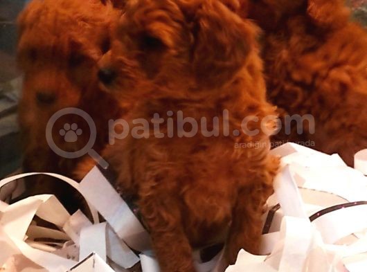 Toy Poodle Yavrular görsel