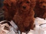 Toy Poodle Yavrular