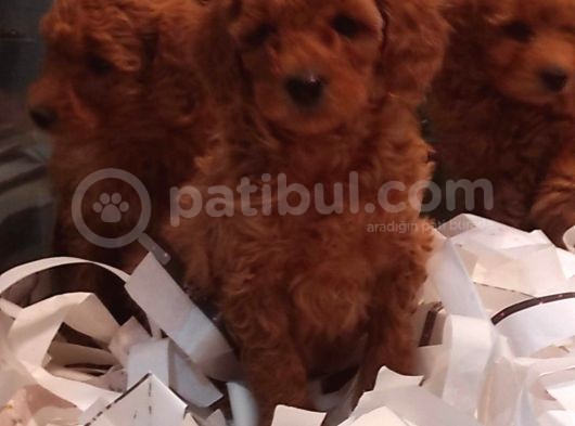 Toy Poodle Yavrular görsel