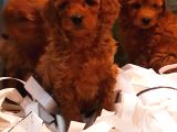 Toy Poodle Yavrular