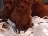 Toy Poodle Yavrular