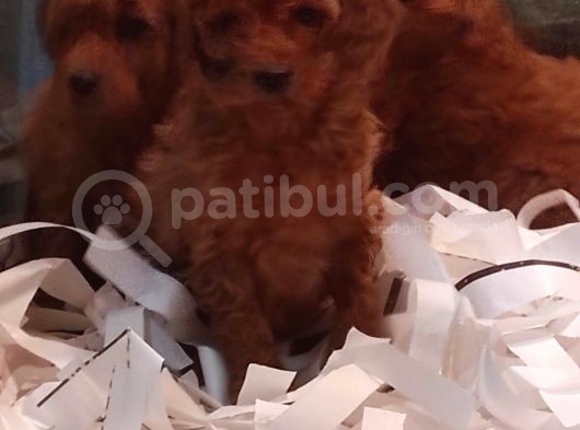 Toy Poodle Yavrular görsel