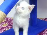Mi̇nnaklar Sahi̇plendi̇ri̇meye Hazirdir