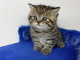 MİNNAKLAR SAHİPLENDİRİMEYE HAZIRDIR