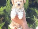 Minik Maltipoo Yavrum