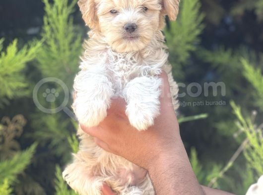 Minik Maltipoo Yavrum görsel