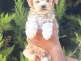 Minik maltipoo yavrum